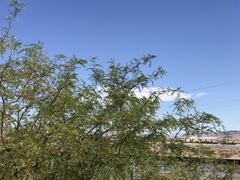 Prosopis glandulosa torreyana