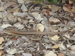 Pholidoscelis chrysolaemus