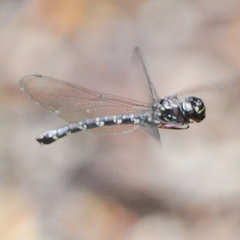 Austroaeschna sigma