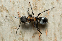 Polyrhachis ornata