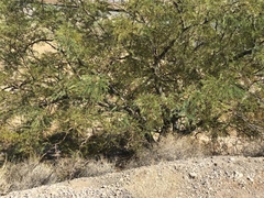 Prosopis glandulosa torreyana