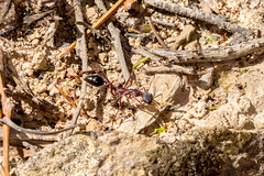 Myrmecia nigriceps