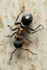 Polyrhachis ornata