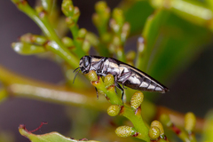 Agrilus australasiae