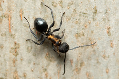 Polyrhachis ornata