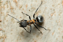Polyrhachis ornata