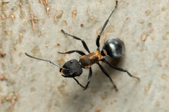 Polyrhachis ornata