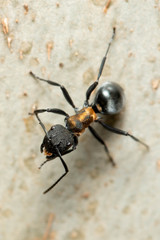 Polyrhachis ornata