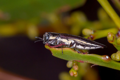 Agrilus australasiae