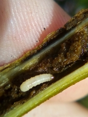 Psylliodes brettinghami