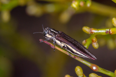 Agrilus australasiae