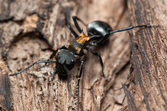 Polyrhachis ornata
