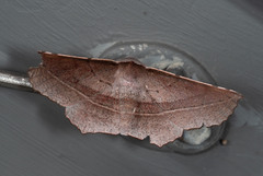 Oenochroma vetustaria