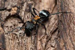 Polyrhachis ornata