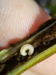 Psylliodes brettinghami