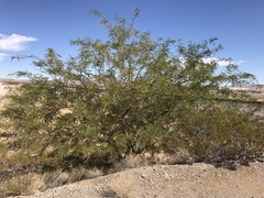 Prosopis glandulosa torreyana