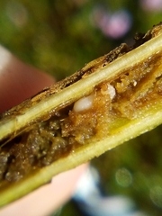 Psylliodes brettinghami