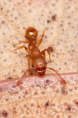 Tetramorium simillimum