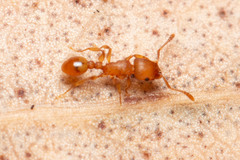 Tetramorium simillimum