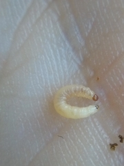 Psylliodes brettinghami