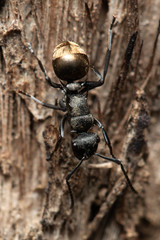 Polyrhachis mjobergi