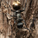 Polyrhachis mjobergi - Photo (c) Mark Ayers, some rights reserved (CC BY-NC), uploaded by Mark Ayers