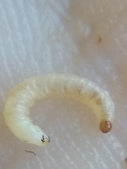 Psylliodes brettinghami