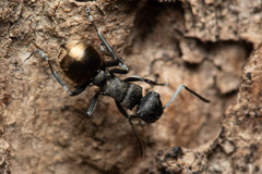 Polyrhachis mjobergi