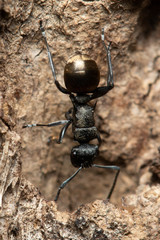 Polyrhachis mjobergi
