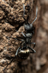 Polyrhachis mjobergi