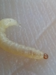 Psylliodes brettinghami