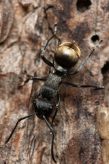 Polyrhachis mjobergi