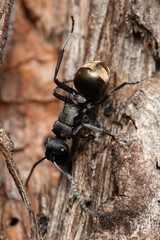 Polyrhachis mjobergi