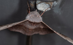 Oenochroma vetustaria