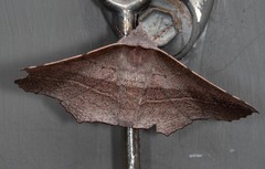 Oenochroma vetustaria