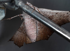 Oenochroma vetustaria