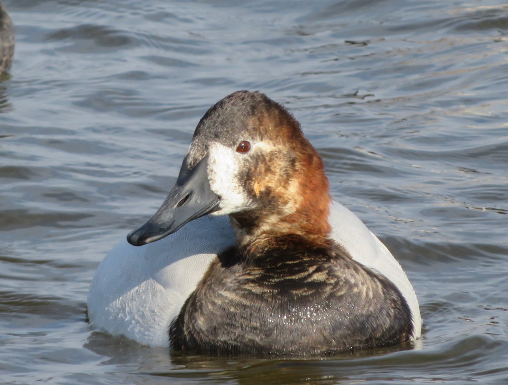 Canvasback from Cambridge, MD 21613, USA on January 15, 2021 at 1024