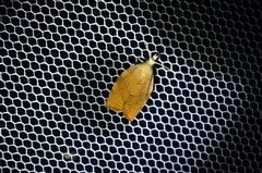 Pandemis cinnamomeana