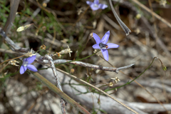 Wahlenbergia luteola
