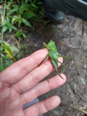 Megatympanon speculatum