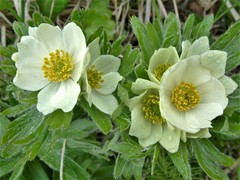 Anemonastrum villosissimum