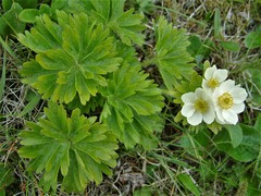 Anemonastrum villosissimum