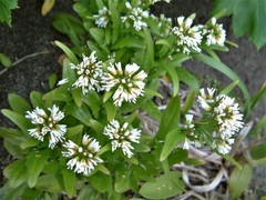 Draba borealis