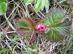 Rubus arcticus stellatus
