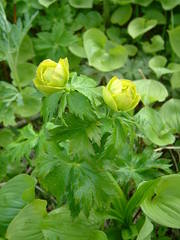 Trollius riederianus