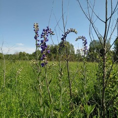 Delphinium retropilosum