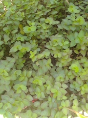 Callisia repens