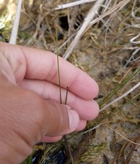 Eleocharis geniculata