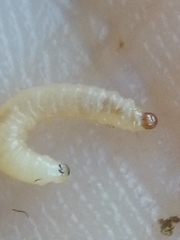 Psylliodes brettinghami