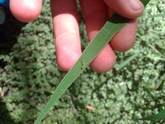 Cetratus
